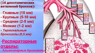 Дыхательная система. Видео лекция С.М.Зиматкин (24)