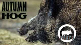 Best wild boar driven hunt - the real autumn hog hunt in Bulgaria - wild boar driven hunting part 3