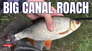 BIG Canal ROACH - Caught on the Waggler Float