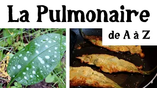 La Pulmonaire de (presque) A à Z