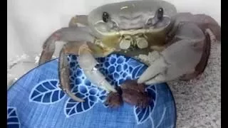 pet crab eating beef