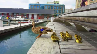 Duck Drop on Queens Quay Toronto May 4th 2012