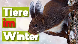 5 heimische Tiere, wie kommen sie gut durch den Winter?