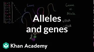 Alleles and genes