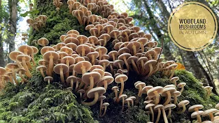 Woodland Mushrooms in Autumn