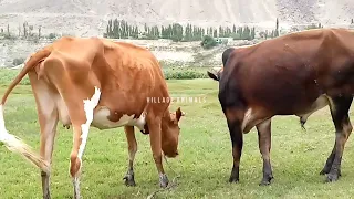 Excellent Bull 😚 | Village Animals|