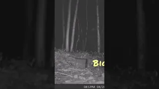 Proof of Bigfoot Caught on Trail Cam! #bigfoot #paranormal #scaryshorts