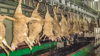 Amazing Sheep Breeding Technology & Methods - Modern Million Dollar Sheep Processing Factory