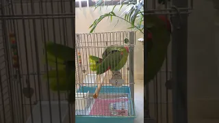 Freedom the Parrot Preens by Cat Palm in Travel Cage! HHI, SC