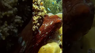 #shorts #funnyanimals Octopus  #shortsvideo #octopus #ocean #scubadiving #sealife