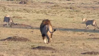 Male lions chasing cheetahs