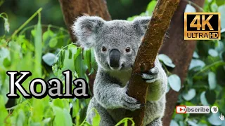 Koala bear - World of Animals 4K