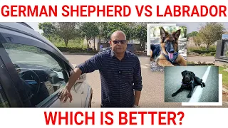 German Shepherd or Labrador Retriever - Which is better for first time dog owner? - Baadal Bhandaari