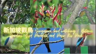 新加坡觀鳥 Singapore bird-watching ( Botanic Gardens, Bird Paradise and Pasir Ris Park )