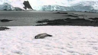 Weddell Seal in Antarctica