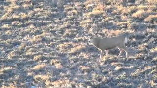 Rutting Utah Bucks