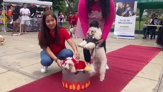 Peruvian pooches steal the spotlight at Halloween costume contest