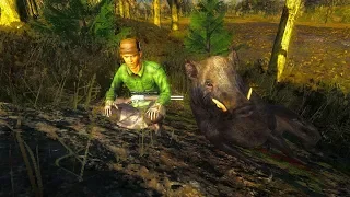 Nice 900+ Wild Boar [The Hunter Classic]