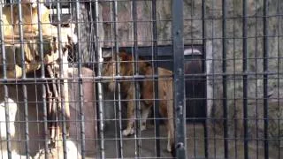 野毛山動物園 ライオンのキス