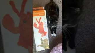 The Lobster Cat Toy