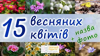 ТОП-15 КВІТИ ВЕСНИ | Підсніжник, шафран, проліски та інші весняні квіти