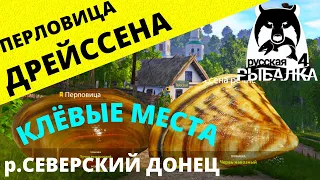 ДРЕЙССЕНА И ПЕРЛОВИЦА р.СЕВЕРСКИЙ ДОНЕЦ / Где ловить ✅ РУССКАЯ РЫБАЛКА 4 🔴 Russian Fishing 4 🔴 РР4