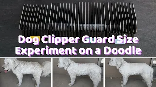 Dog Clipper Guard Size "Chart" Experiment on my Goldendoodle