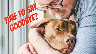 Saying Goodbye to Your Dog: How to Know When It's Time