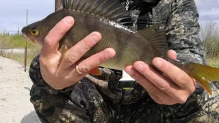 ЗДОРОВЫЕЙ ОКУНЬ🎣 НА ЧЕРЬВЯ 🎣. ВСТРЕТИЛ ОТШЕЛЬНИКА , КОТОРЫЙ ЖИВЕТ В ТАЙГЕ С 1994 ГОДА.