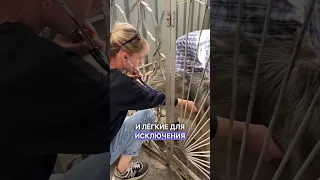 ВОЛЬЕРНЫЙ или ПИТОМНИКОВЫЙ кашель#алматы  #ветеринар #vet #собаки