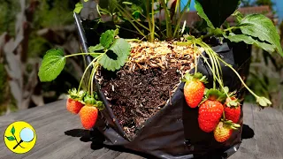 🍓Grow strawberries in Pots with Tree Leaves 🍂🍁🍃