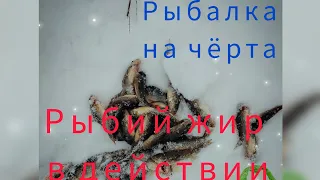 рыбалка на чёрта и..... рыбий жир!#fishing #рыбалка #зимняяловлярыбы