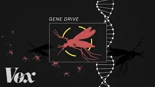 The bold plan to end malaria with a gene drive