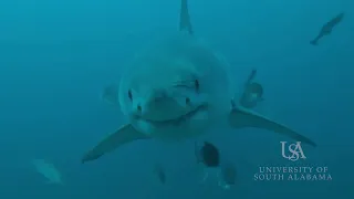 Great White Shark sighting