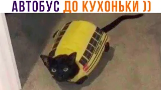 АВТОБУС ДО КУХОНЬКИ ))) Приколы с котами | Мемозг 1083