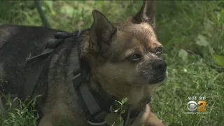 Owner Of Stolen Dog Finds Couple Walking Pet, Snatches Him Back