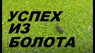 Ряска малая - продуктивность и интенсивное выращивание, Duckweet growing.