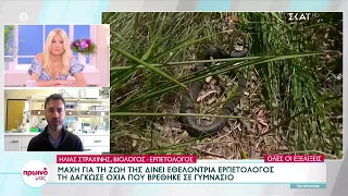 Ειδικός μιλάει για το πως να προστατευθούμε από τα φίδια – Η κατάσταση της εθελόντριας που δαγκώθηκε