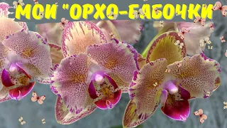 Мои орхидеи-"бабочки"🦋Цветение удивительных фаленопсисов