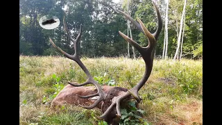 Hunting red stag during the rut time - 10 years old called in!