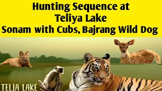 Tadoba National Park Hunting Sequence | Tiger Attack | Jungle Safari Attack | Hunting Sequence