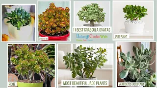 11 Best Crassula Ovatas | Most Beautiful Jade Plants