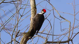 Female Pileated Woodpecker