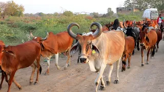 indian gir cow of  Villages || Village life in gujarat HD VIDEO 2021