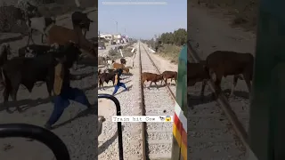 Train Hits Cow 🐮 || Cow Run Over 😱 #shorts #cow #train