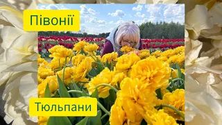 Мій TОР  настрою тюльпанів та півоній.🌷💮