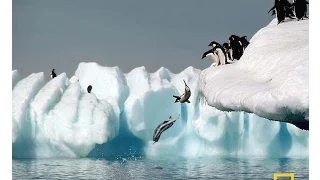 National Geographic - Space penguins hunt for fish