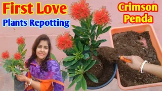 First Love Plants Repotting /Crimson Penda /How to Grow & Care Xanthostemon chrysanthus/ Potting Mix