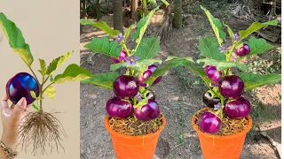 Great Technique : For Grafting Brinjal With Aloe Vera and banana / how to grow Brinjal trees