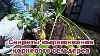 Секреты выращивания корневого сельдерея